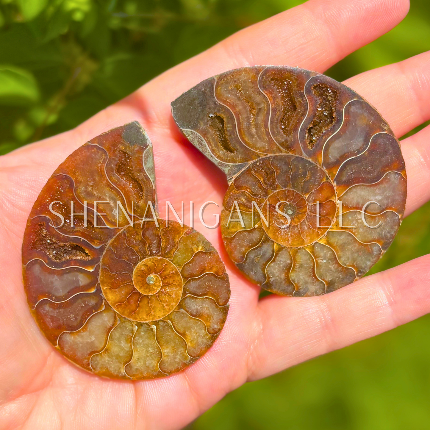 Ammonite Slices - Pair - Crystal Fossil