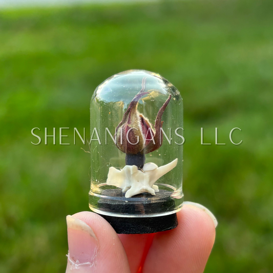 Rattlesnake Vertebrae Floral Dome Cloche Specimen Jar ~ 1.5 inches