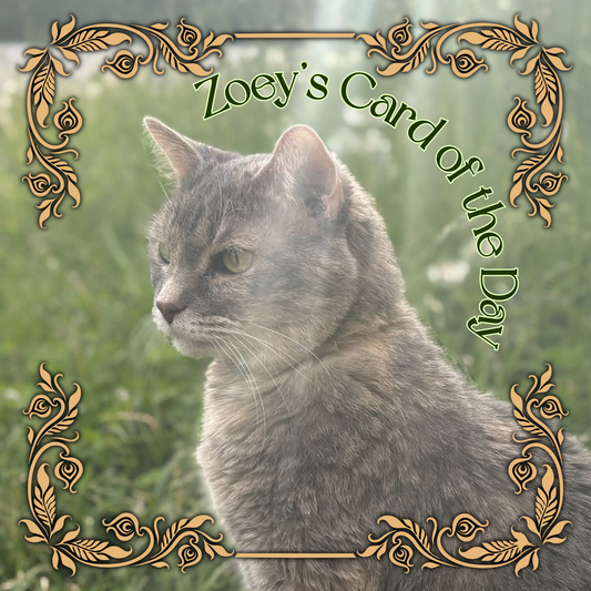 Zoey’s Card of the Day – A Feline-Fueled Fortune