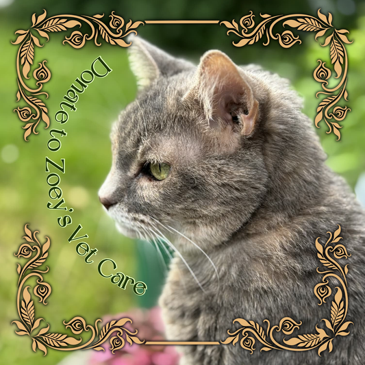 Donate to Zoey’s Vet Care