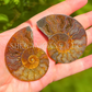 Ammonite Slices - Pair - Crystal Fossil