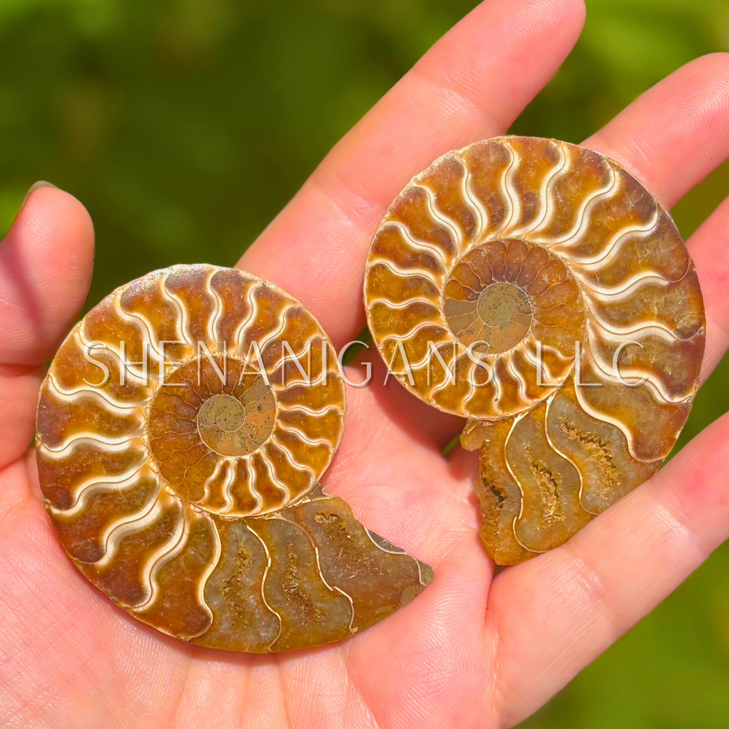Ammonite Slices - Pair - Crystal Fossil