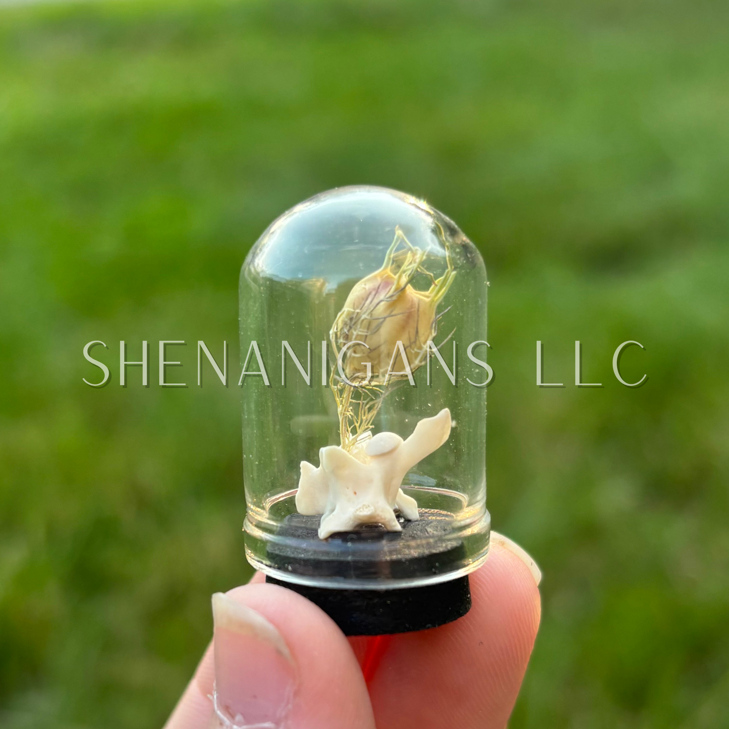 Rattlesnake Vertebrae Floral Dome Cloche Specimen Jar ~ 1.5 inches