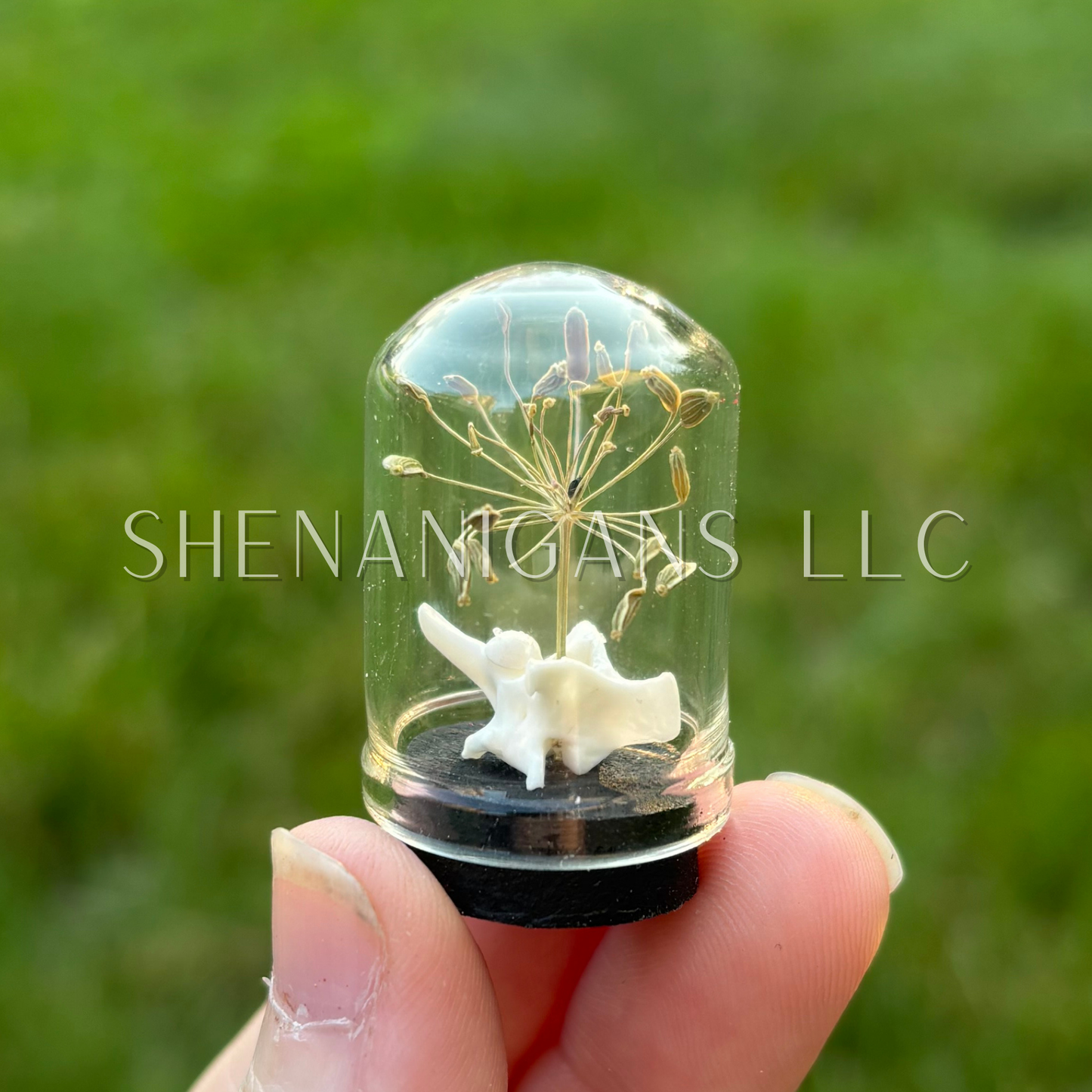 Rattlesnake Vertebrae Floral Dome Cloche Specimen Jar ~ 1.5 inches