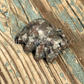 Spider - Small - Crystal Carving