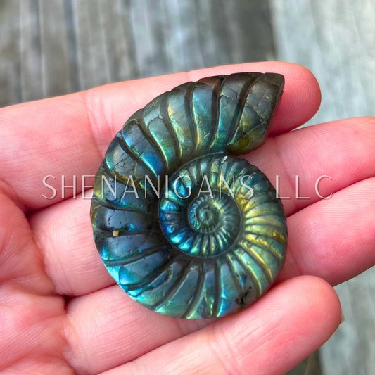 Ammonite Flat Carving