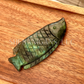 Labradorite fish