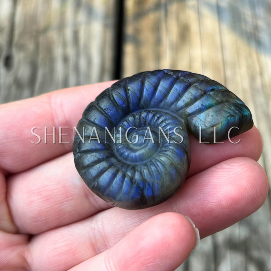 Ammonite Flat Carving
