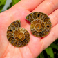 Ammonite Slices - Pair - Crystal Fossil