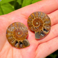 Ammonite Slices - Pair - Crystal Fossil