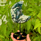 Moss Agate Moon with Stand