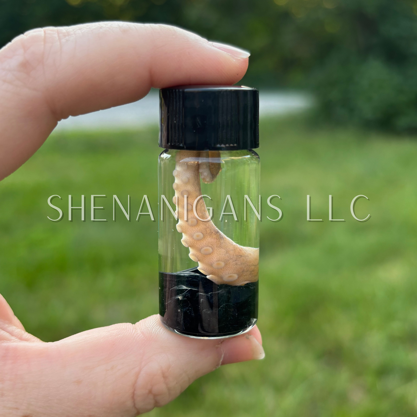 Tentacle Wet Specimen with Crystal Chips - Oddity Curiosity Jar