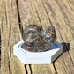 Cute Snail - Small - Crystal Carving